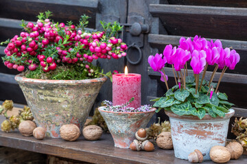 Garten-Arrangement mit pink Alpenveilchen (Cyclamen), Torfmyrte (Gaultheria mucronata) und einer...