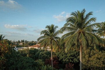 Short and wide palm trees embellish the park area on a mild fall afternoon