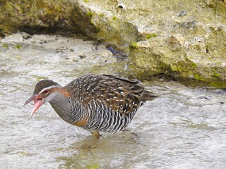 A Buff-banded Rail in Metre Island, New Caledonia