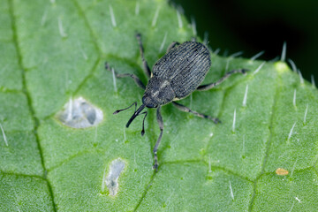 Turnip gall weevil, Ceutorhynchus assimilis (formely obstrictus, pleurostigma), species that impacts seed production of canola one of major agricultural crops. Larvae live in galls on the roots.