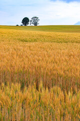 Golden Wheat Field with Parent and Child Trees (Oyako no Ki) in Biei, Hokkaido, Japan