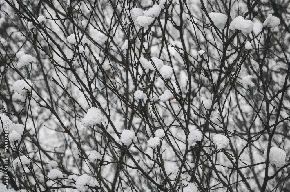 Poster abstract blurred black and white background featuring motion effects on frosted twigs captured with 