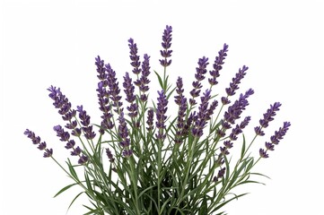 Naklejka premium Lavender blossoms with green foliage set against a white backdrop