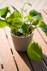 basil in a pot