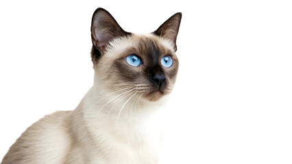 beautiful watercolour drawing of an elegant siamese cat with blue eyes sitting isolated on white background