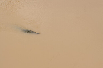 Crocodile swimming in muddy water with ripples and reflections in a natural habitat
