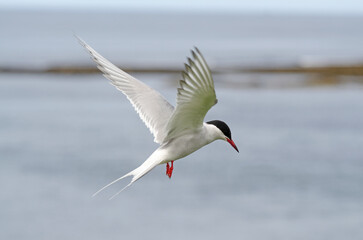 Sterne arctique,Sterna paradisaea, Arctic Tern,