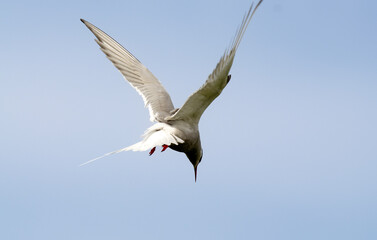 Fototapeta premium Sterne arctique, Sterna paradisaea, Arctic Tern,