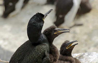 Cormoran huppé, nid, Phalacrocorax aristotelis, European, nid, jeune