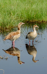 Ouette d'Égypte,Alopochen aegyptiaca, Egyptian Goose, Parc national Kruger, Afrique du Sud