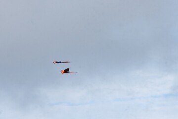 Two colorful macaws flying against a cloudy sky, showcasing their vibrant feathers in mid-air, capturing the essence of wildlife and nature