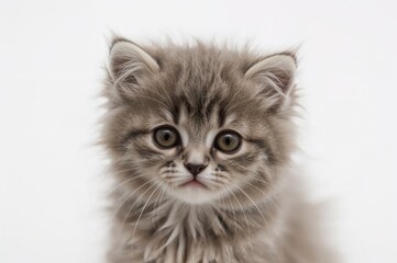 Small gray feline with sorrowful eyes