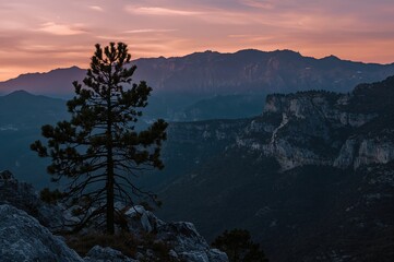 Solitary juniper silhouetted against a colorful dusk sky over rugged cliffs