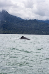 Fototapeta premium Humpback whale breaching the surface of the ocean with lush green mountains in the background under a cloudy sky