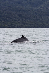 Fototapeta premium Humpback whale swimming in calm ocean waters with lush green hills in the background