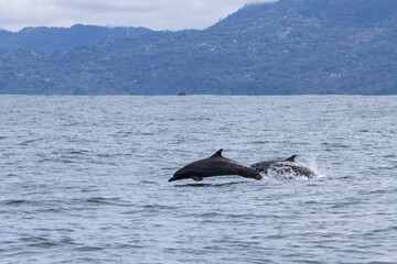 Two dolphins leaping out of the water in a coastal marine environment with mountains in the background