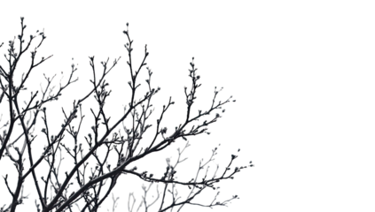 Close-up of frosted branches against a black background. Tiny, colorful specks adorn the icy foliage