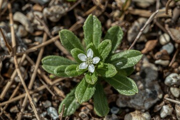 Pyramidal saxifrage (Saxifraga cotyledon) - a distinctive national bloom