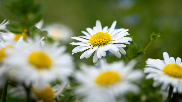 Close up of daisy flower with some pollen laying on petals, more flowers blurred in front and blurred green background - Powered by Adobe