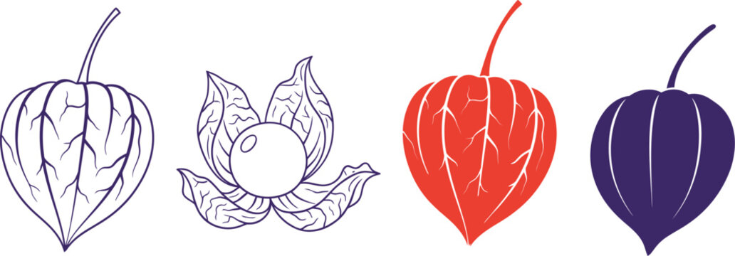 Explore physalis alkekengi plant vector art and design elements