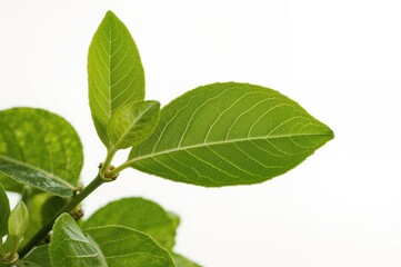 Obraz premium Isolated Lemon Foliage Against a White Backdrop