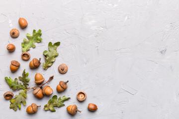 Branch with green oak tree leaves and acorns on colored background, close up top view