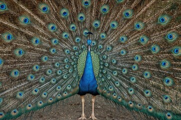 Obraz premium Male peafowl are called peacocks, while female peafowl are known as peahens.