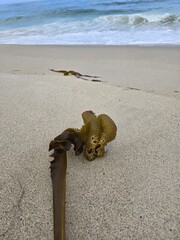 squirrel on the beach
Seaweed on a sandy beach