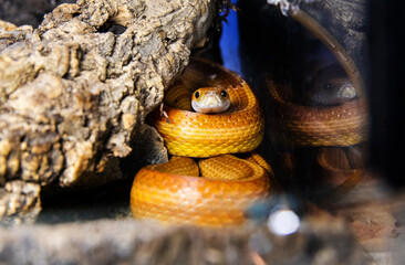Close up of a curious corn snake. Beautiful Yellow Snake, Pantherophis guttatus