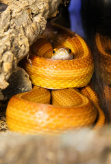 Exotic snake portrait. Beautiful Yellow Snake, Pantherophis guttatus