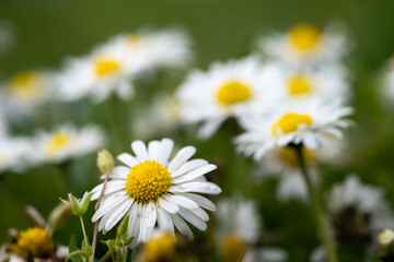 Daisy flower close up with some spots on petals, a lot of flowers blurred in background