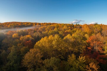 Vibrant autumn woodland with sunlight streaming through colorful leaves in a time-lapse panorama.
