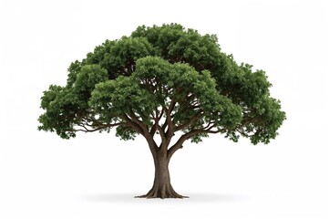 Obraz premium Single green tree on a plain white backdrop, tropical trees separated for use in design, marketing, and architectural projects