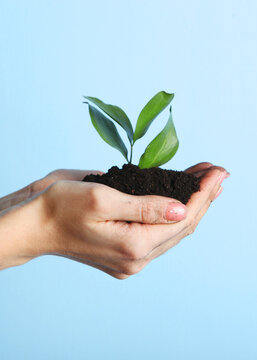 new sprout in female hands top view. Place for text. Earth day concept.