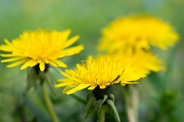 Yellow dandelion flower close up with two flowers blurred in background