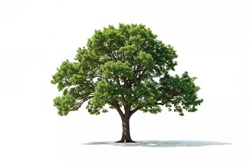 Obraz premium Large tree standing alone against a white backdrop