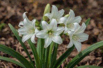 Fototapeta premium Delicate white blooms of Leucojum vernum, a tiny genus of bulbous plants in the Amaryllis family, subfamily Amaryllidoideae, with drooping flowers appearing in early spring