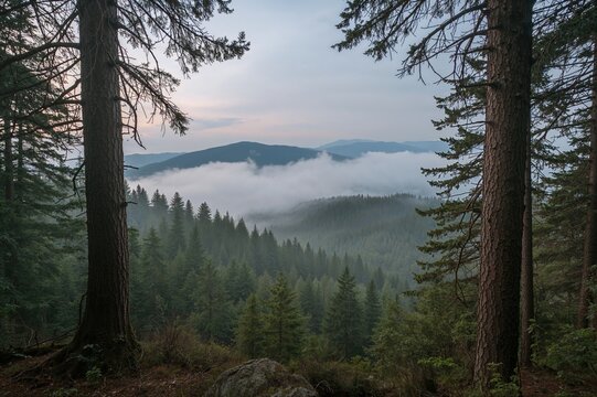 Foggy dawn over the highlands
