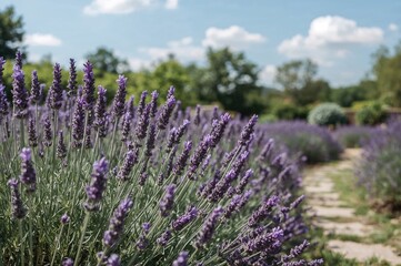 Obraz premium Herbal lavender patch with soothing aroma