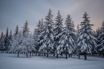 Fototapeta premium Snow-covered woodland scenery in winter