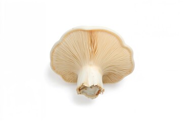 Fototapeta premium Eringi mushrooms displayed against a white backdrop