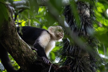Capuchin monkey perched on a tree branch in a lush rainforest setting, surrounded by vibrant green foliage and natural habitat