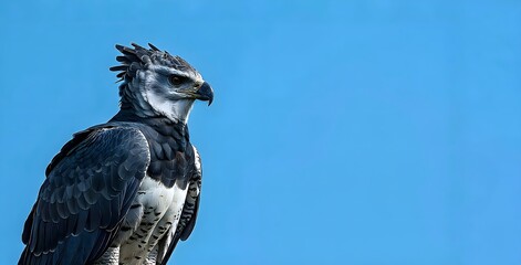Harpy Eagle Profile: Regal Predator Against Clear Blue Sky