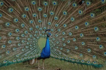 Obraz premium Male peafowl courting the female
