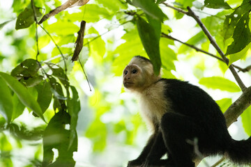 Capuchin monkey perched on a branch surrounded by lush green leaves in a tropical forest setting
