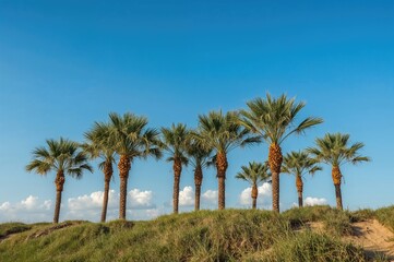 Palm trees basking beneath a bright blue sky