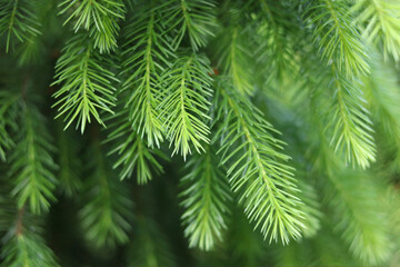 Macro shot of evergreen spruce needles, lush green foliage, natural plant texture, forest freshness, botanical concept, seasonal eco background, perfect for Christmas or nature design.