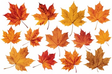 Detached Fall Leaves on a White Backdrop with Clipping Path
