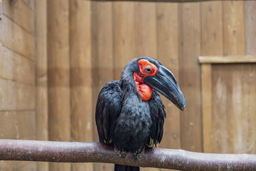 【#動物園】ミナミジサイチョウ