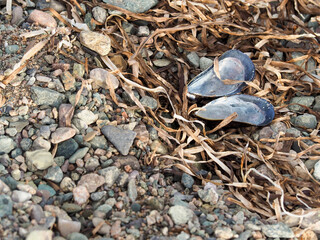 Closeup of Beach with Mussel Shell, Pebbles, and Seaweed